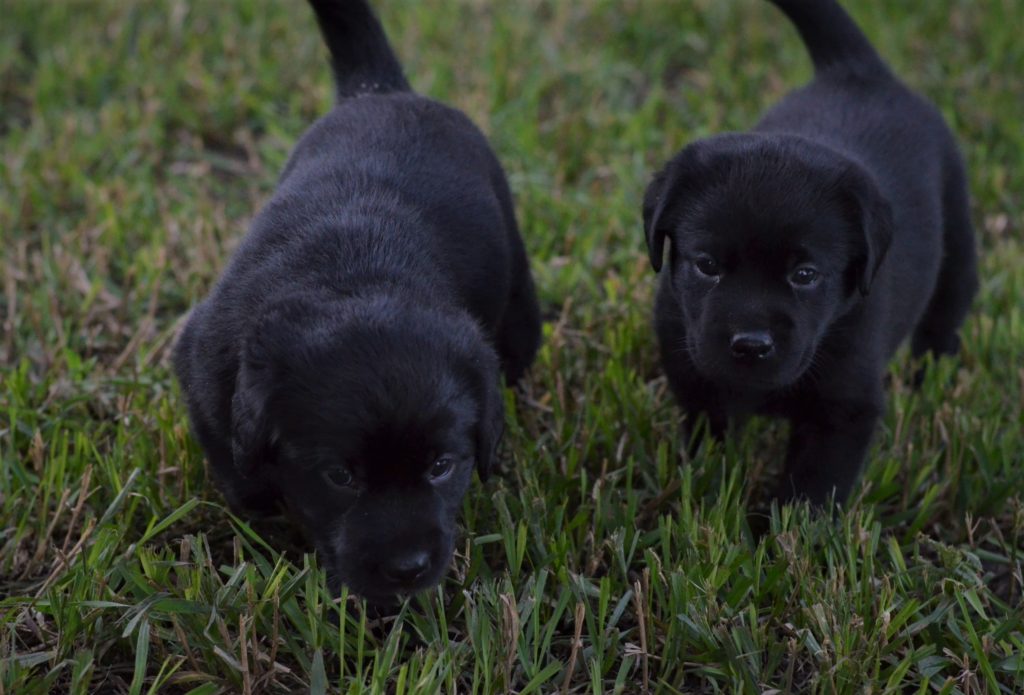 DSC_6821 Union Hill Labradors