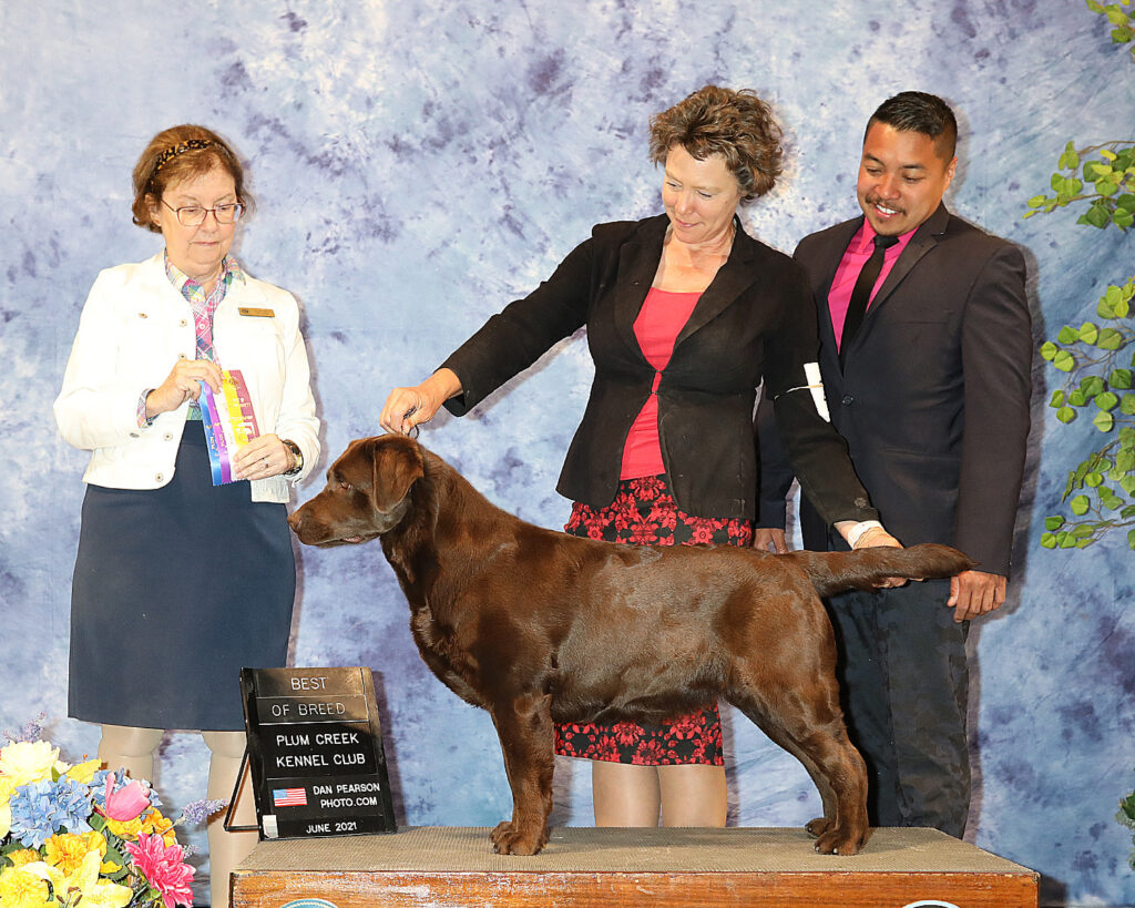Union Hill's Sole Proprietor Union Hill Labradors