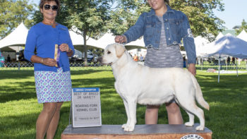 Permalink to: GCH CH JanRod’s Stealing The Spotlight At Union Hill, aka Gypsy