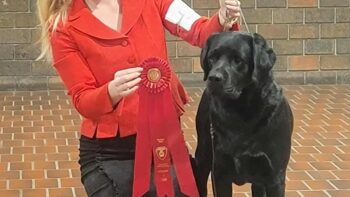 Permalink to: GCH CH Union Hill’s Modern Day Warrior, aka Geddy