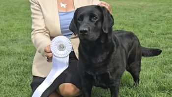 Permalink to: GCHB CH Union Hill’s All About That Bass, aka Trainor