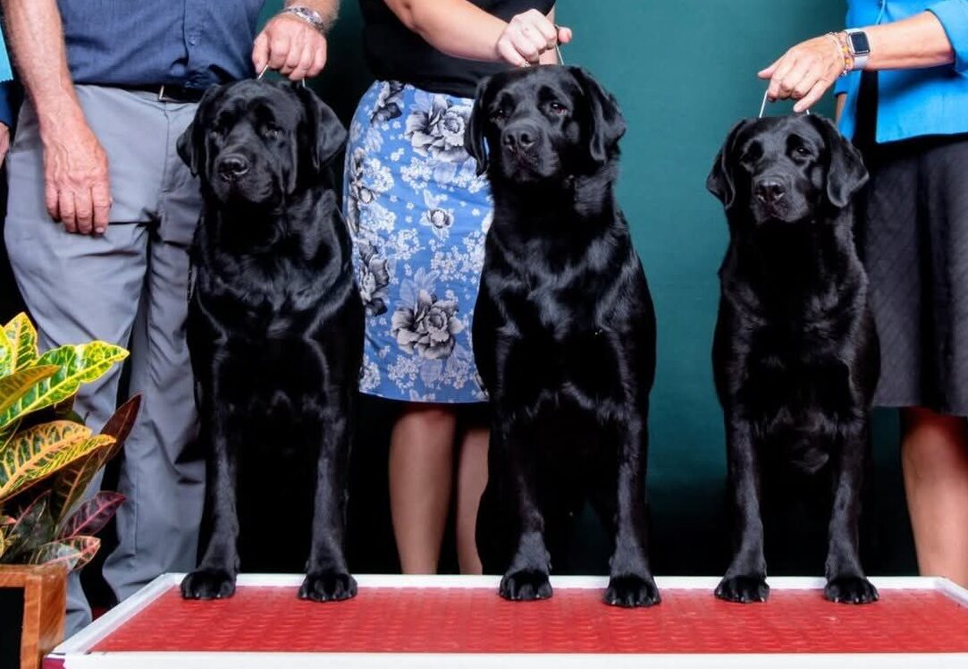 Union Hill Labradors